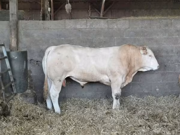Cattle