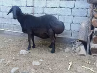 میش, گوسفند — عکس 2
