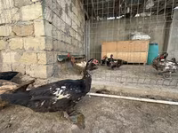 Hausente — Foto 6