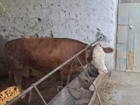 雄牛, Simmental cattle — 写真 2