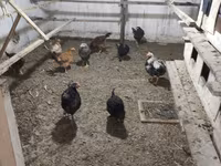 Chickens — zdjęcie 1