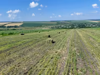 Продам тюки люцерны первый покос этого года — ፎቶ 2