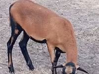 میش, Cameroon sheep — عکس 2