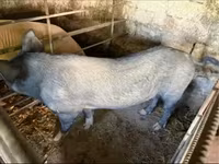 Хукнар, Хукҳо — акс 3