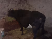 Lembu betina, Cattle — foto 1