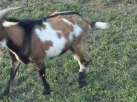 Billy Goat, Goats — photo 2