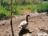 Ducks — Foto 2