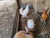 Chickens — الصورة 2