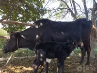 Vacă, Bovine — foto 2