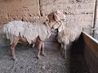 میش, Arashan sheep — عکس 4