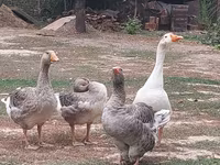 Geese — photo 2