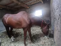 Hengst, Akhal-Teke — Foto 6