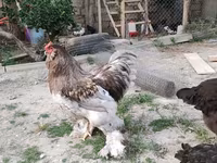 Brahma — zdjęcie 5
