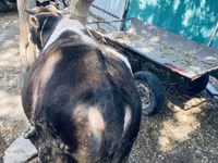 Banteng, Swiss cattle — foto 6