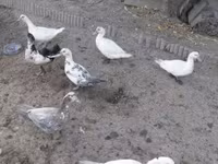Ducks — լուսանկար 2