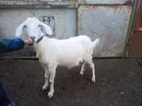 Keçi, Nubian Goat — foto 3