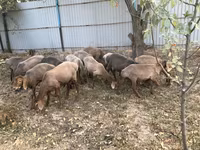 แกะตัวผู้, Arashan sheep — รูปภาพ 1