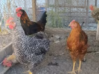 Chickens — foto 1