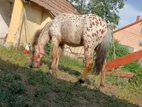 Faras, Horses — sawirka 5