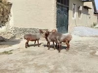 قوچ, گوسفند — عکس 2