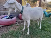 بز ماده, Saanen goat — عکس 8