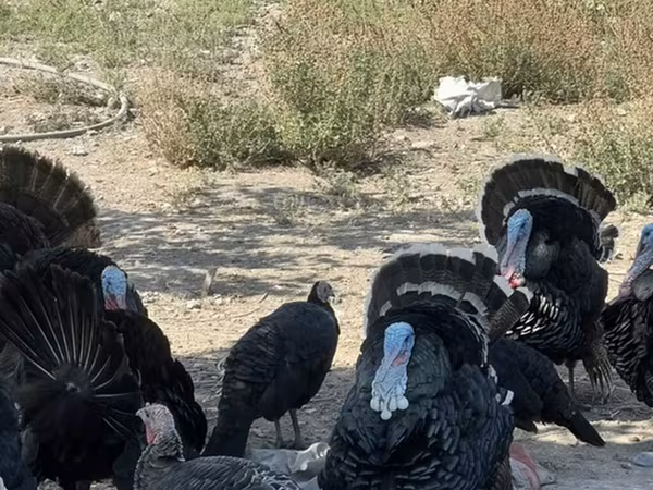 Chickens
