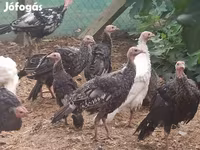 Turkeys — fotografija 2