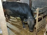 Bik, Simmental cattle — fotografija 2