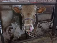 Bulle, Swiss cattle — Foto 4