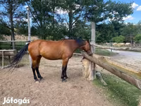 گھوڑی, Nonius horse — تصویر 4