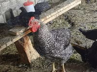 Chickens — 7 зураг