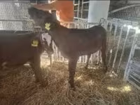 Ng'ombe jike, Ng'ombe wa Limousin — picha 3