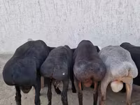 قوچ, Arashan sheep — عکس 4