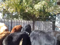 Skot (série, pohlaví neuvedeno), Swiss cattle — foto 3