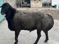 Berbec, Hissar sheep — foto 3