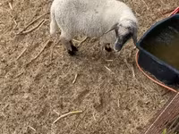 قوچ, Tsigai sheep — عکس 6