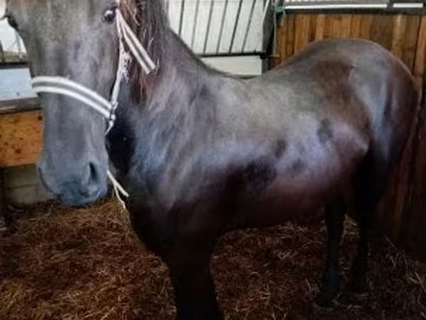مادیان, Friesian