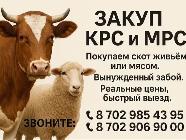 Корова, Велика рогата худоба