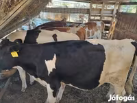 Toro, Raza Holstein — foto 5