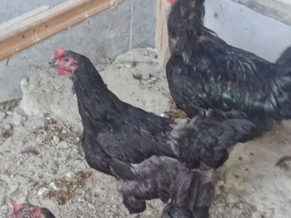 Chickens
