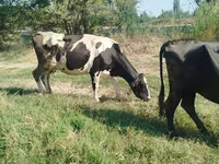 Sapi, Holstein breed — foto 2