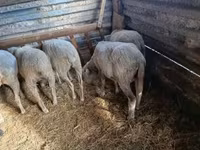Ovce (šarže, pohlaví neuvedeno), Ovce — foto 2