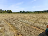 Сено луговое 2025 — foto 3