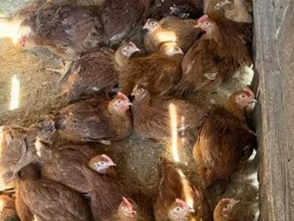 Chickens