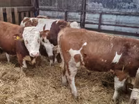 گاو نر, Simmental cattle — عکس 2