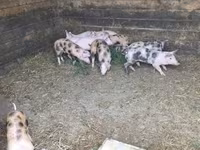 Süldőanya, Sertések — 3. fotó