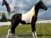 雄馬, Tennessee Walking Horse — 写真 1