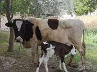 Vacă, Simmental cattle — foto 2
