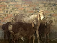 میش, Arashan sheep — عکس 6
