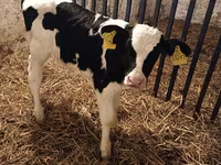گاو نر, Russian Black pied cattle — عکس 4